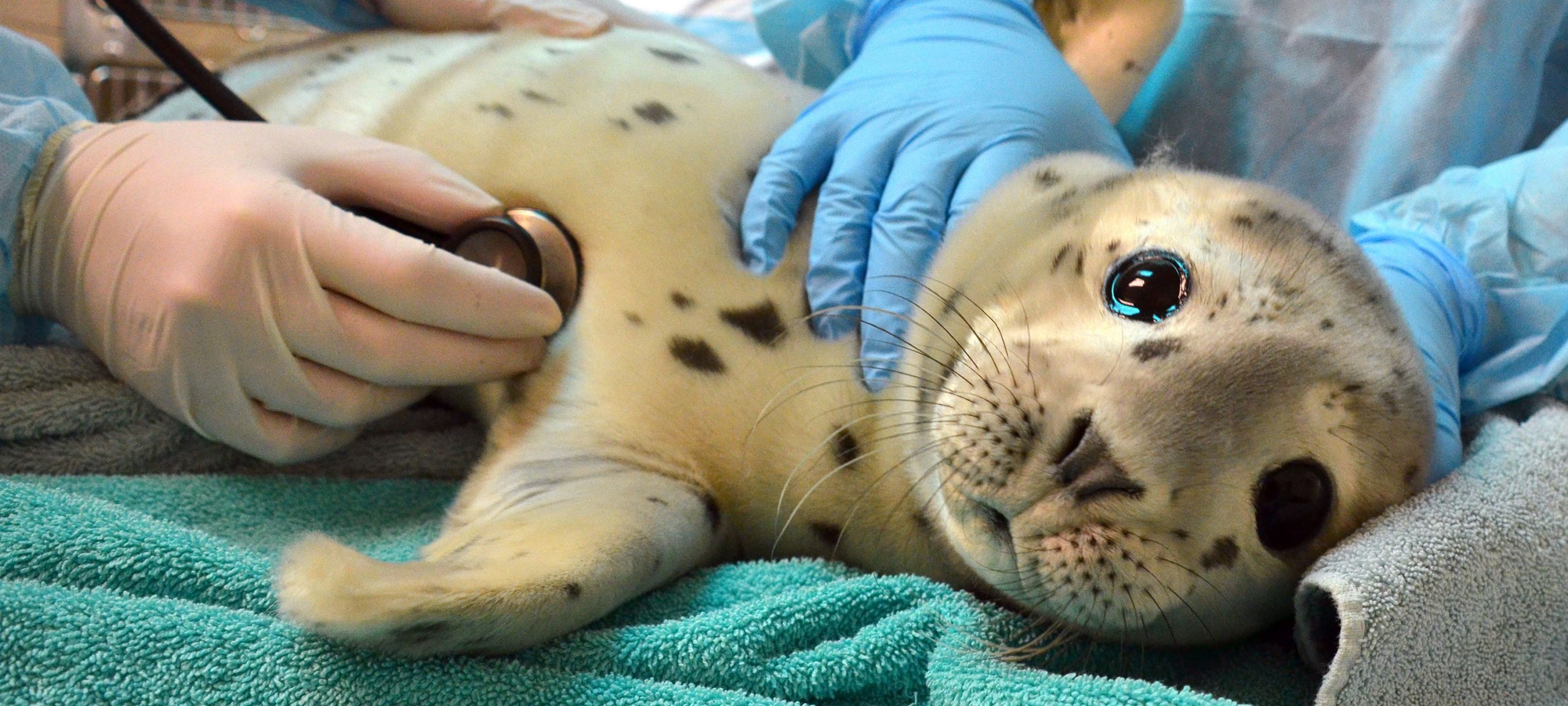 so-you-think-you-want-to-be-a-marine-biologist-wiseoceans